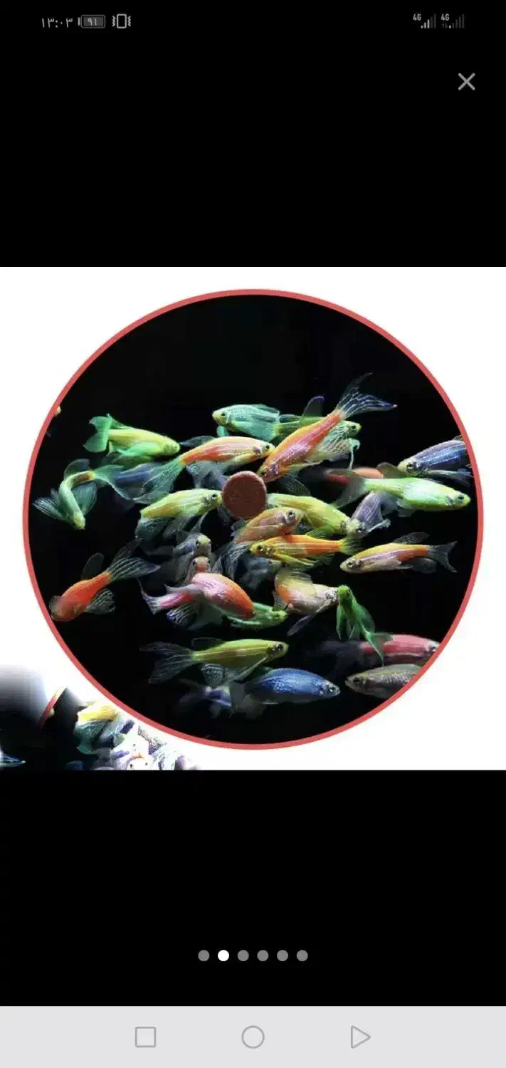 زبرا دانیو|ماهی|تربت‌حیدریه, باغ سلطانی|دیوار