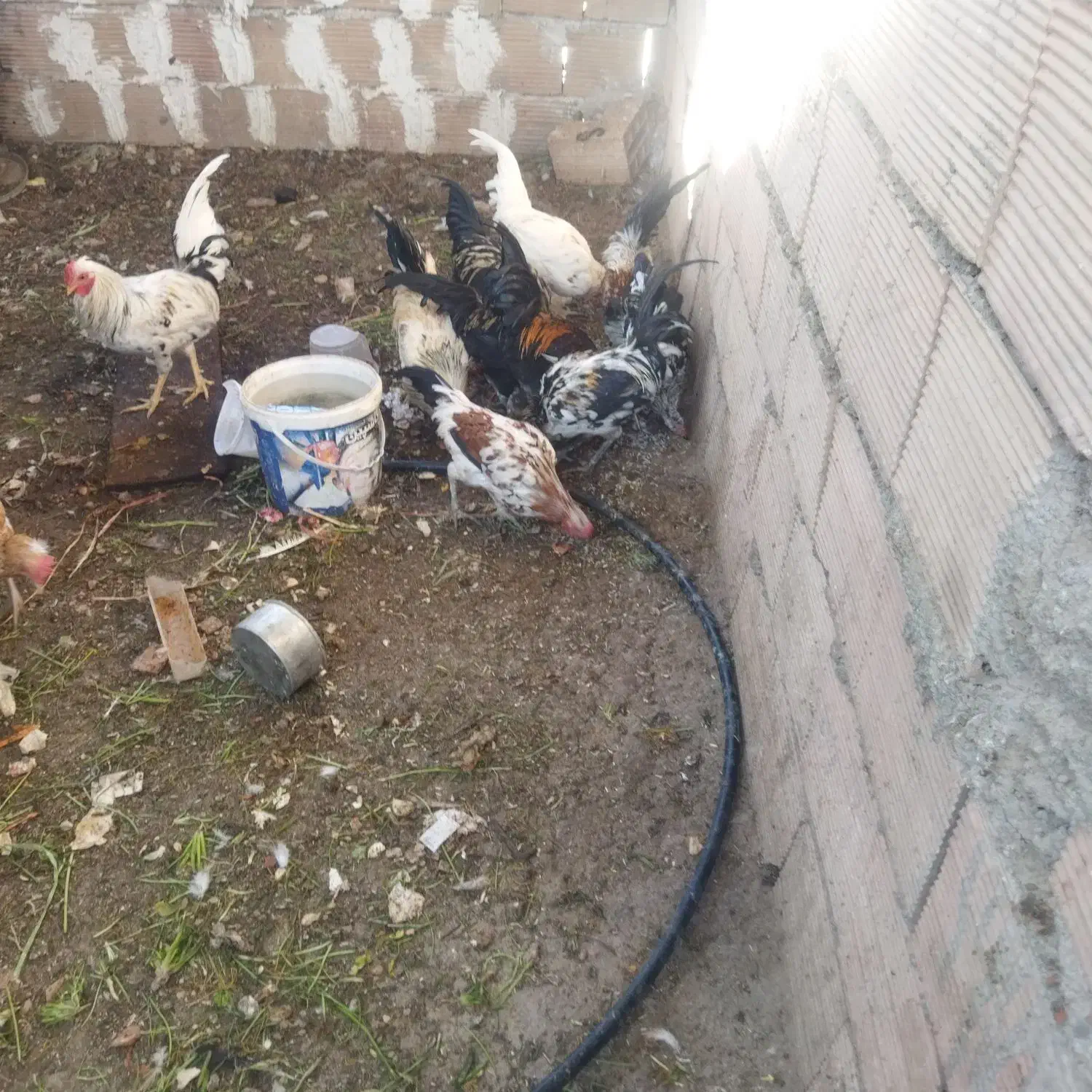 خروس گلین|حیوانات مزرعه|سبزوار, شهرک ابوذر|دیوار