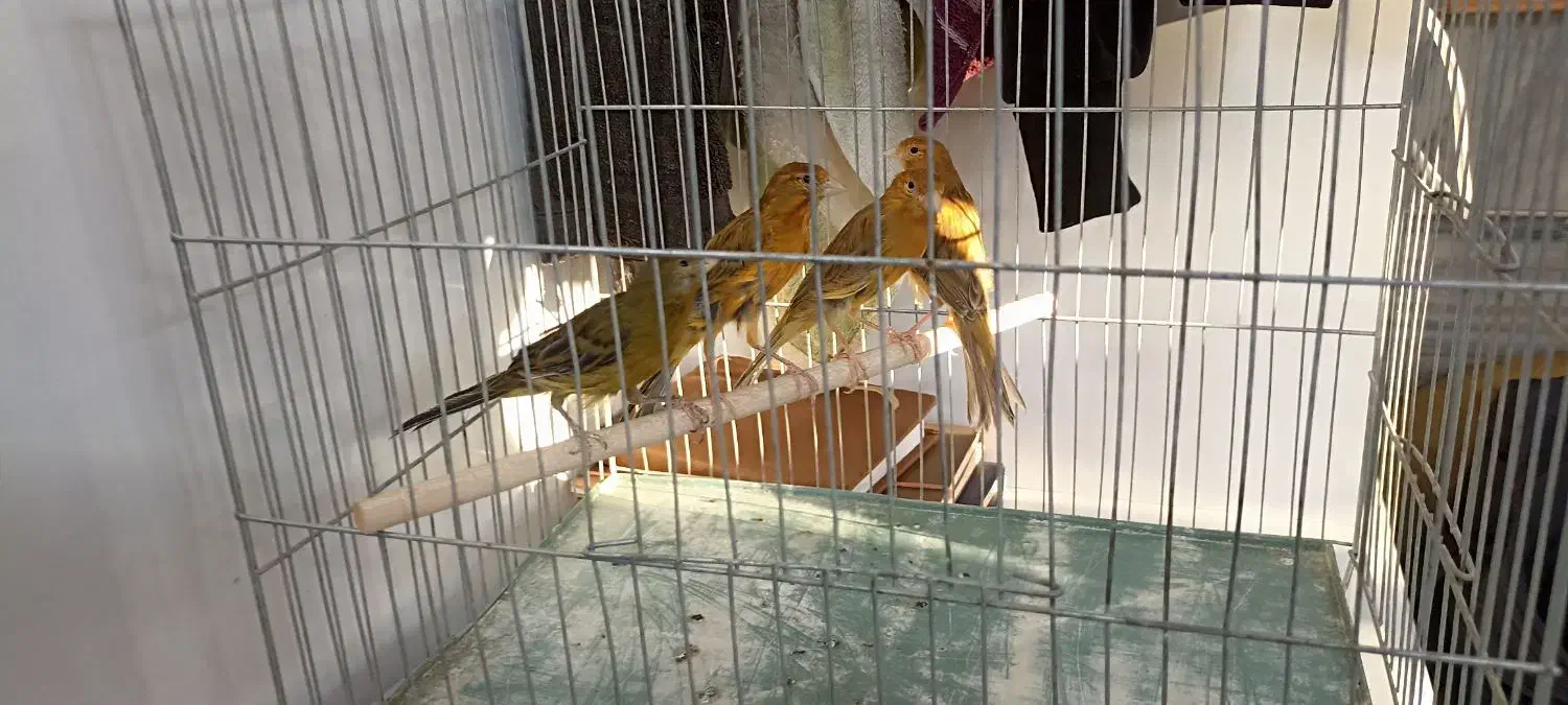 ماده قناری جوان|پرنده|کرمان, |دیوار