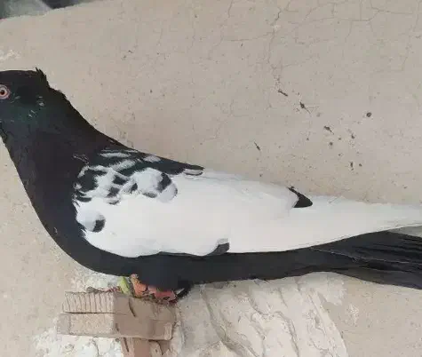 سینه نر|پرنده|داراب, |دیوار