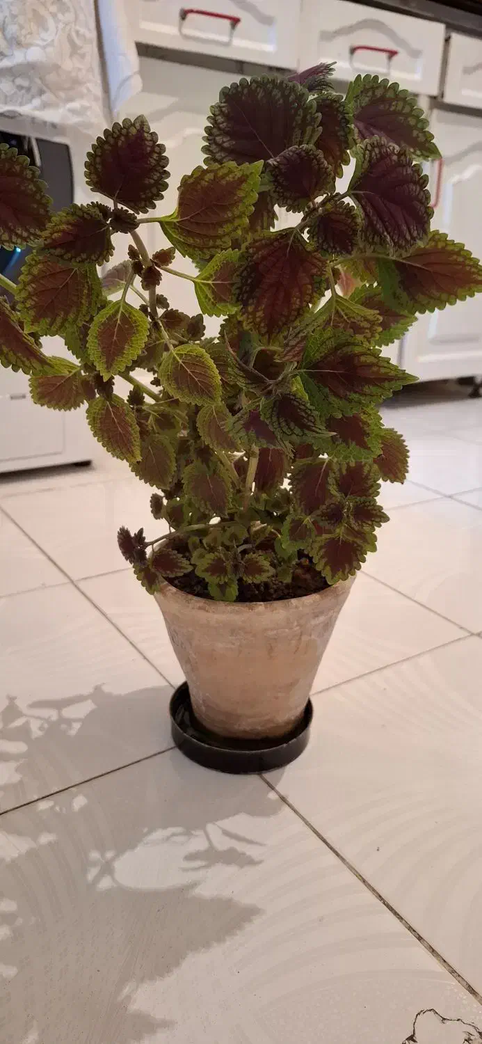 گل طبیعی با گلدان|گل و گیاه طبیعی|کرمانشاه, |دیوار