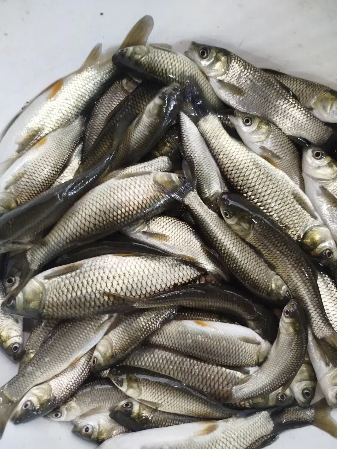 بچه ماهی کپور و آمور|عمدهفروشی|سنگر, |دیوار