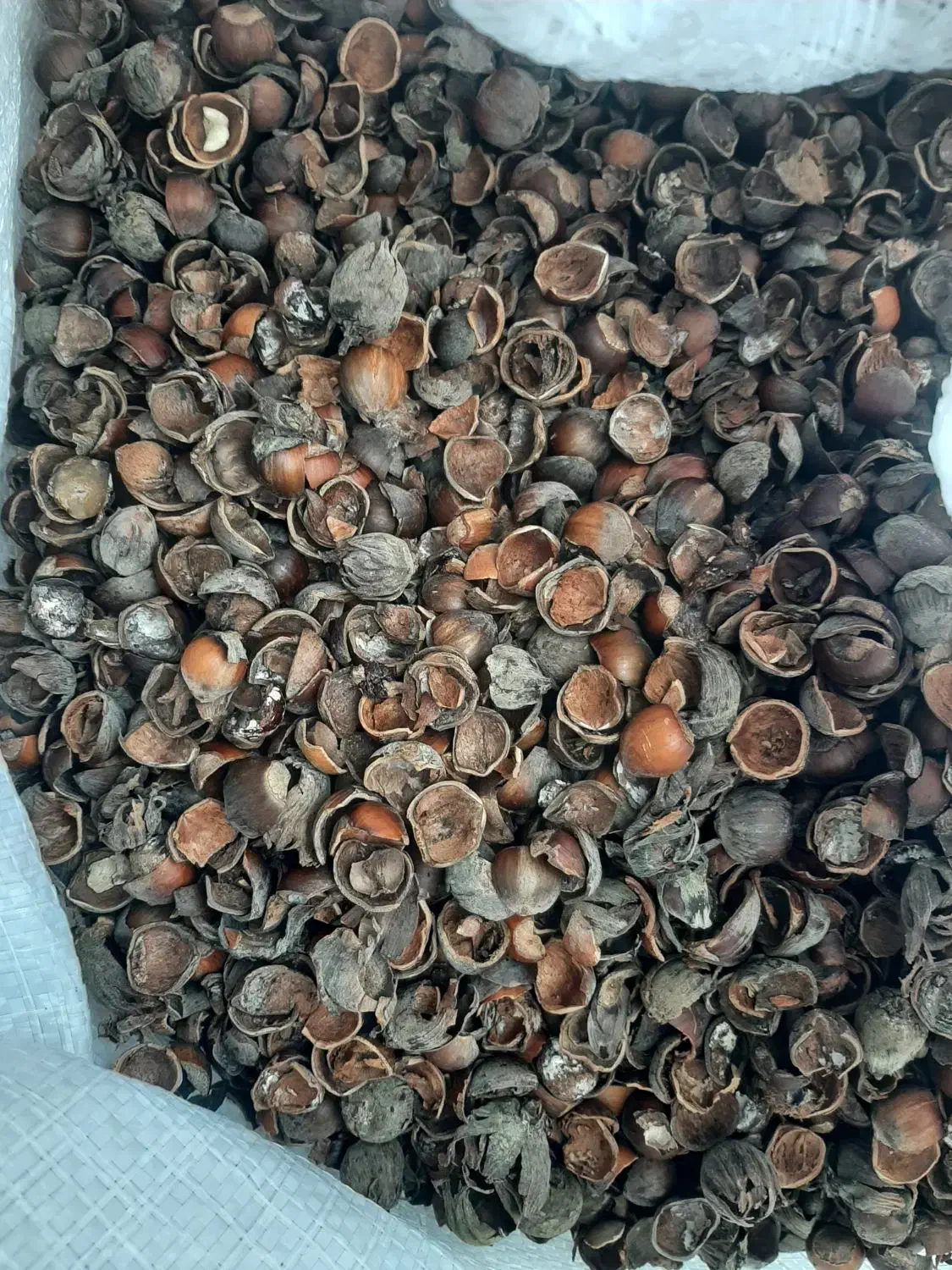 مغز گیری فندق سیاه|خوردنی و آشامیدنی|رحیمآباد, |دیوار