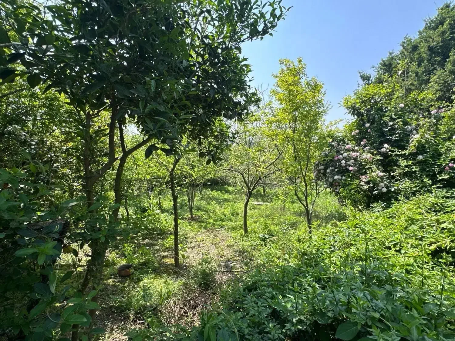 باغ ویلای 2 خوابه سنددار نزدیک رشت پردرخت|فروش خانه و ویلا|رشت, منظریه|دیوار