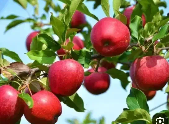 اکیپ کاری برای جمع آوری سیب و پیاز|فعالیت داوطلبانه|نقده, |دیوار