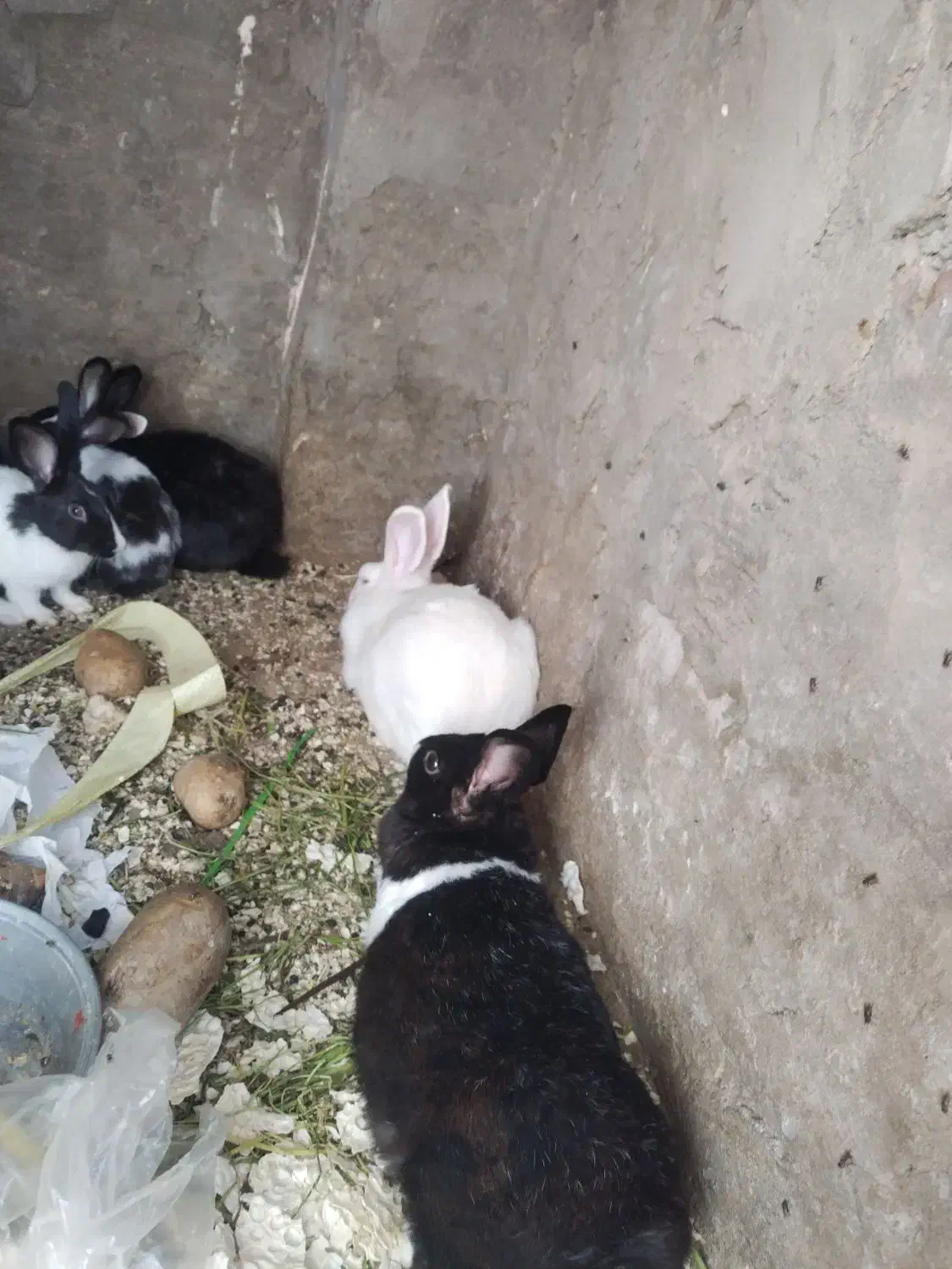 حراج خرگوش خانگی|موش و خرگوش|مهاباد (آذربایجان غربی), |دیوار