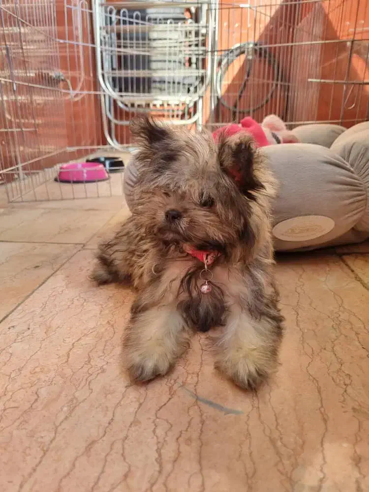 سگ یورک شایر ۶ ماهه|سگ|شهریار, شهریار|دیوار