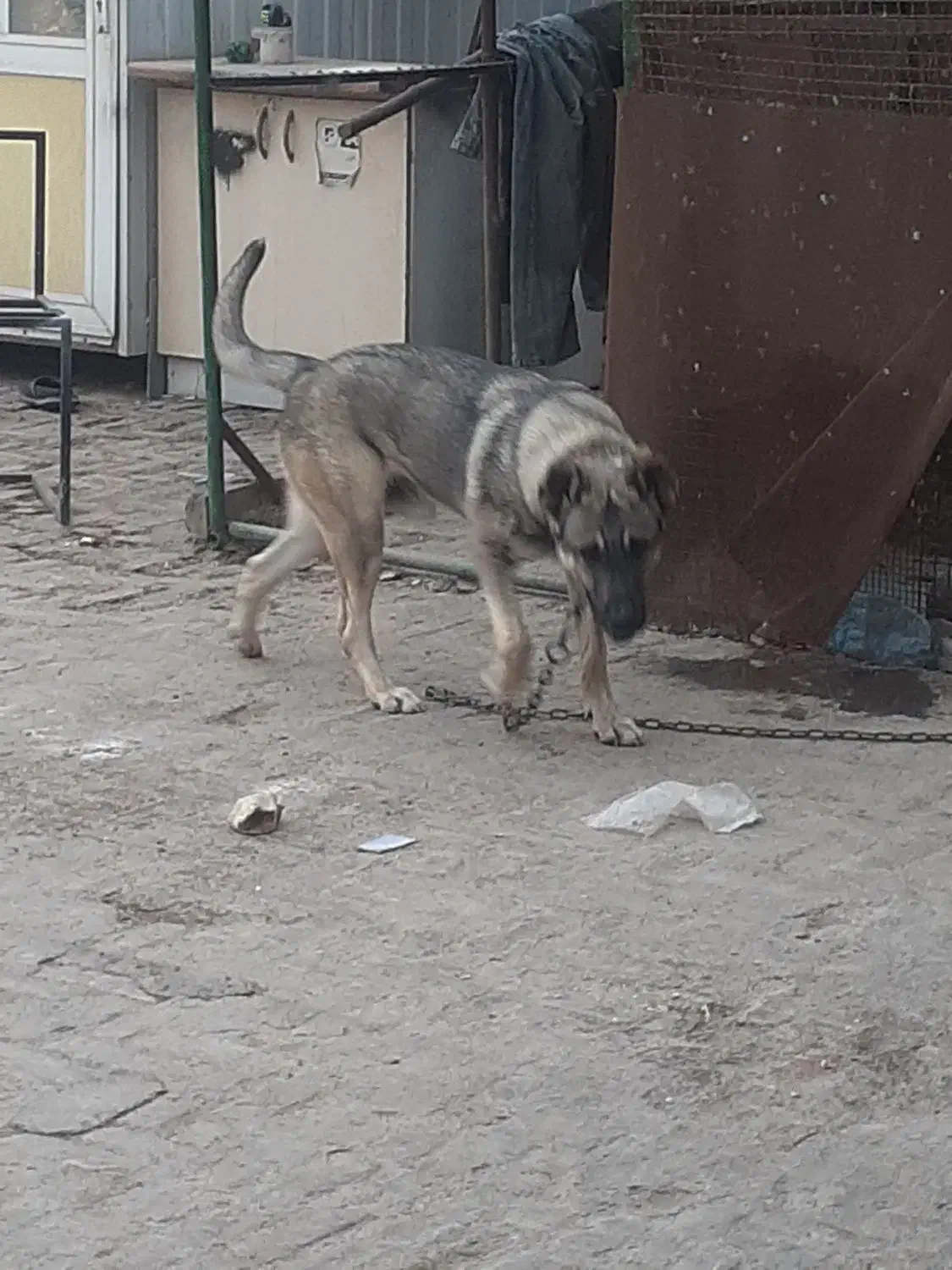 توله پژدر|سگ|چهاردانگه (تهران), |دیوار