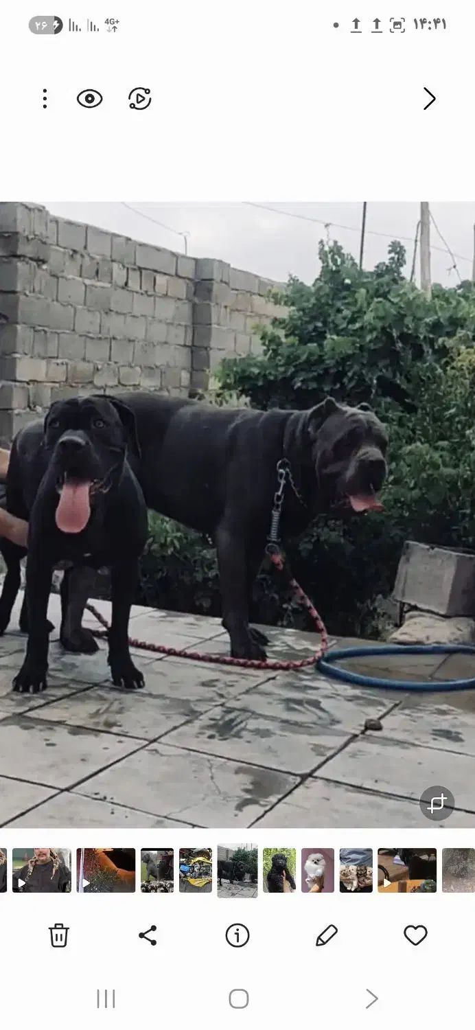 سگ کنکورسو|سگ|چالوس, |دیوار