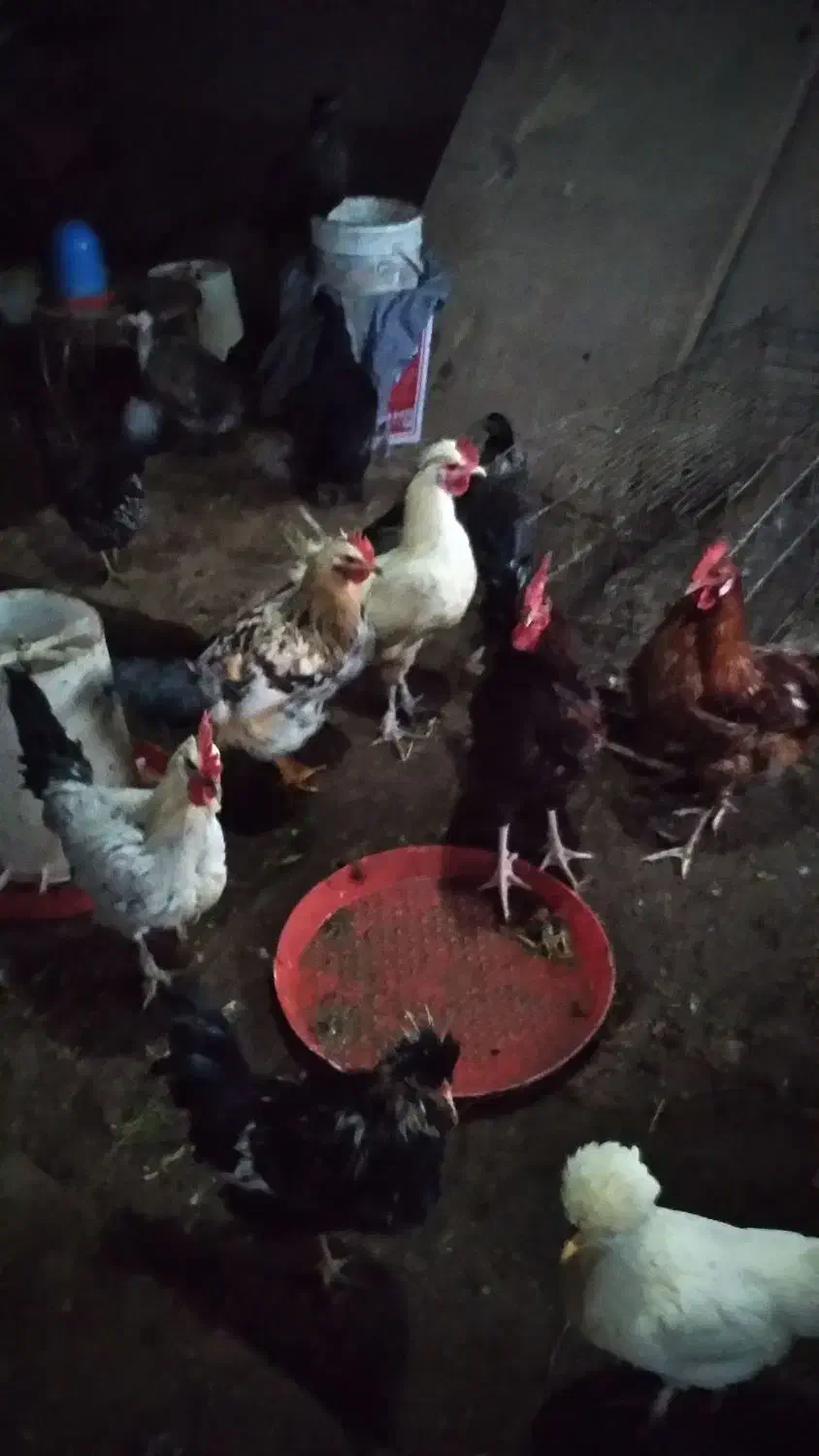 خروس جوان وارگانیک محلی|حیوانات مزرعه|فشاپویه, |دیوار