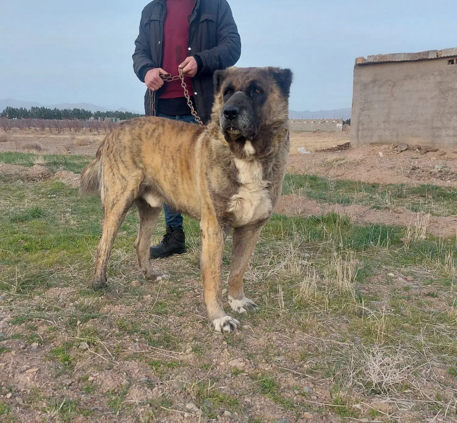 واگذاری سگ نگهبان|سگ|مشهد, کوی پلیس|دیوار