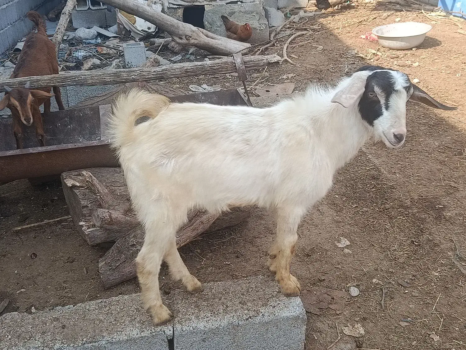 گوسفند|حیوانات مزرعه|بندرعباس, |دیوار