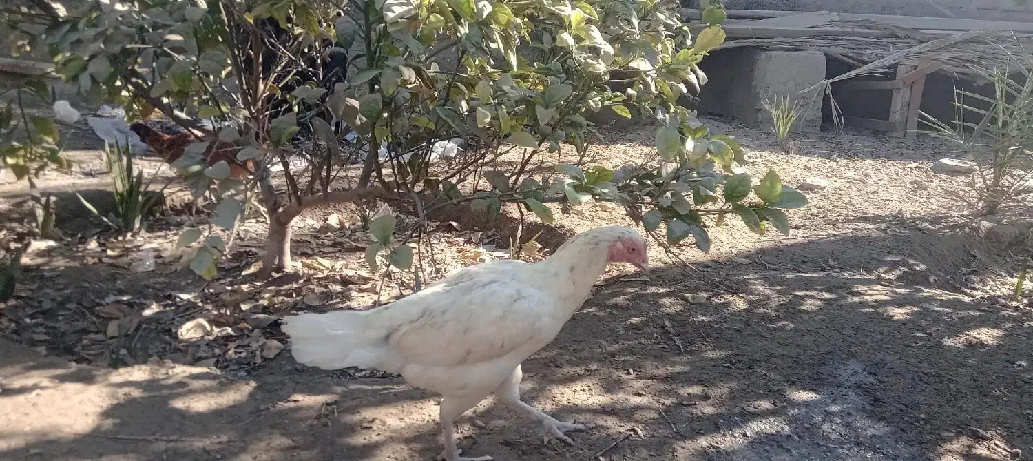 مرغ محلی|حیوانات مزرعه|میناب, |دیوار