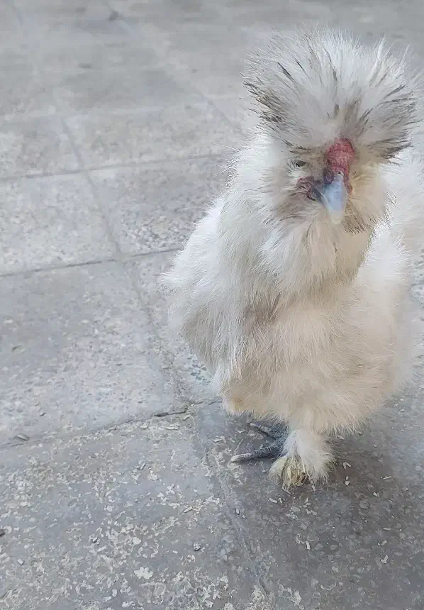 مرغ ابریشمی|حیوانات مزرعه|بهارستان, |دیوار