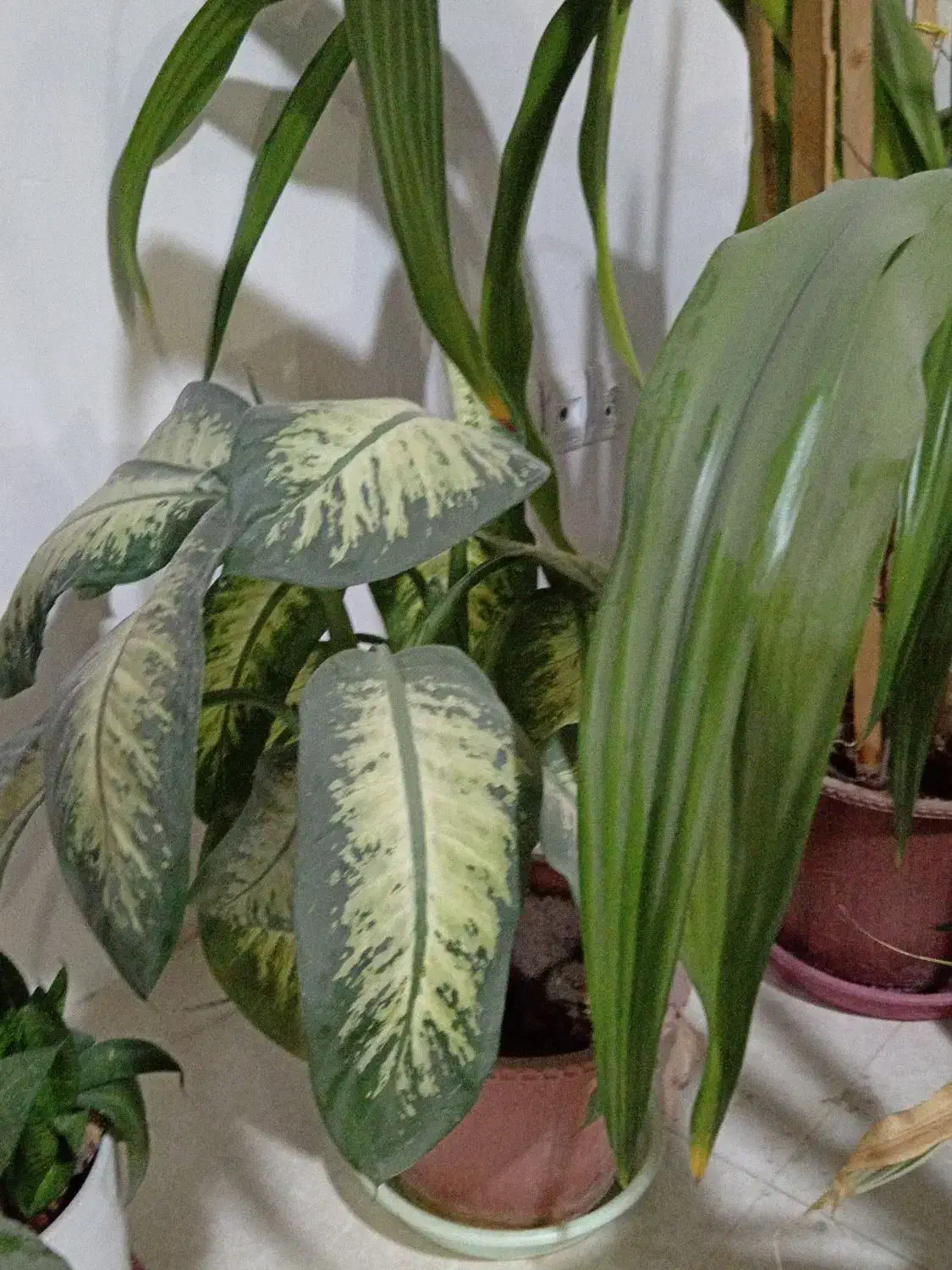 تعدادی گل خانگی ب فروش میرسد|گل و گیاه طبیعی|زیباشهر, |دیوار