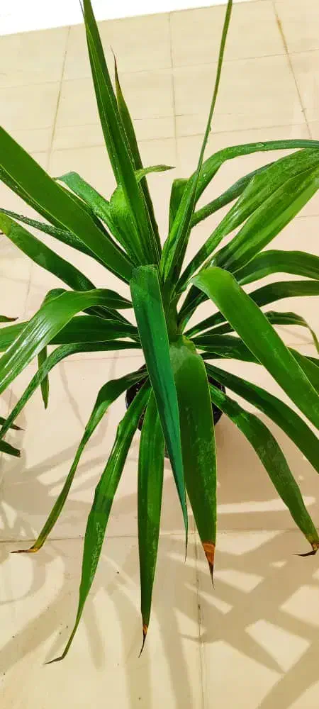 فروش گل و گیاه طبیعی|گل و گیاه طبیعی|جهرم, |دیوار