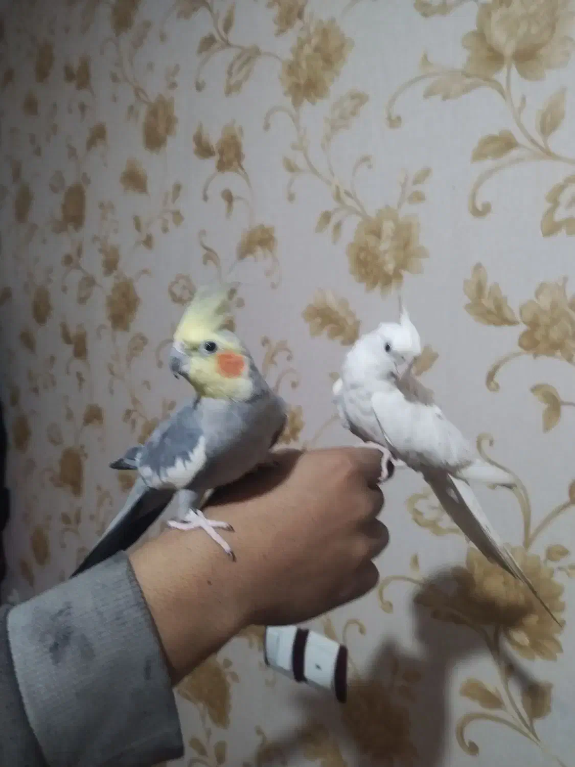 عروس هلندی و طوطی گرینچیک|پرنده|قرچک, مهدیه|دیوار