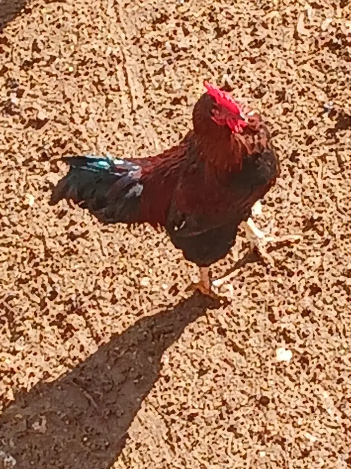 خروس محلی|حیوانات مزرعه|شیروان (خراسان), |دیوار