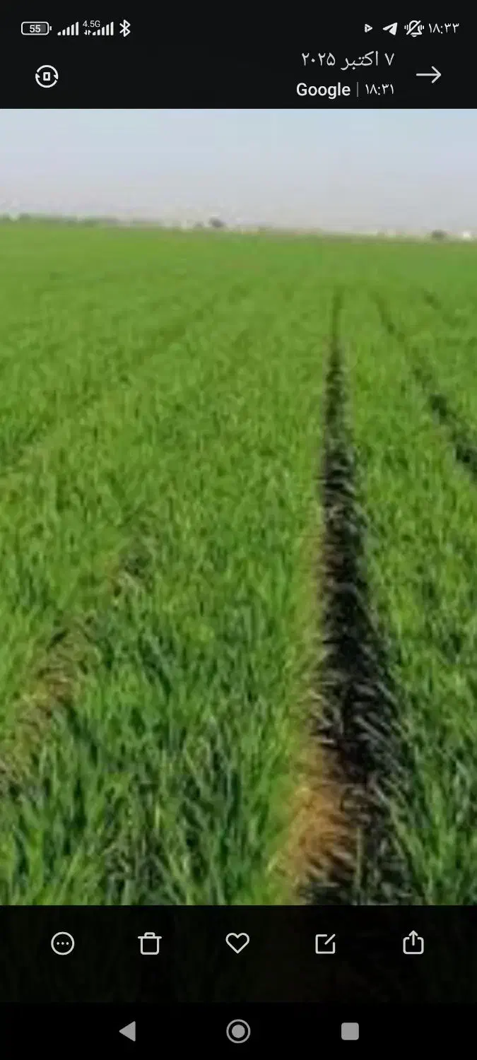 اجاره ۳ هکتار|اجارهٔ دفتر صنعتی، کشاورزی، تجاری|کمیجان, |دیوار