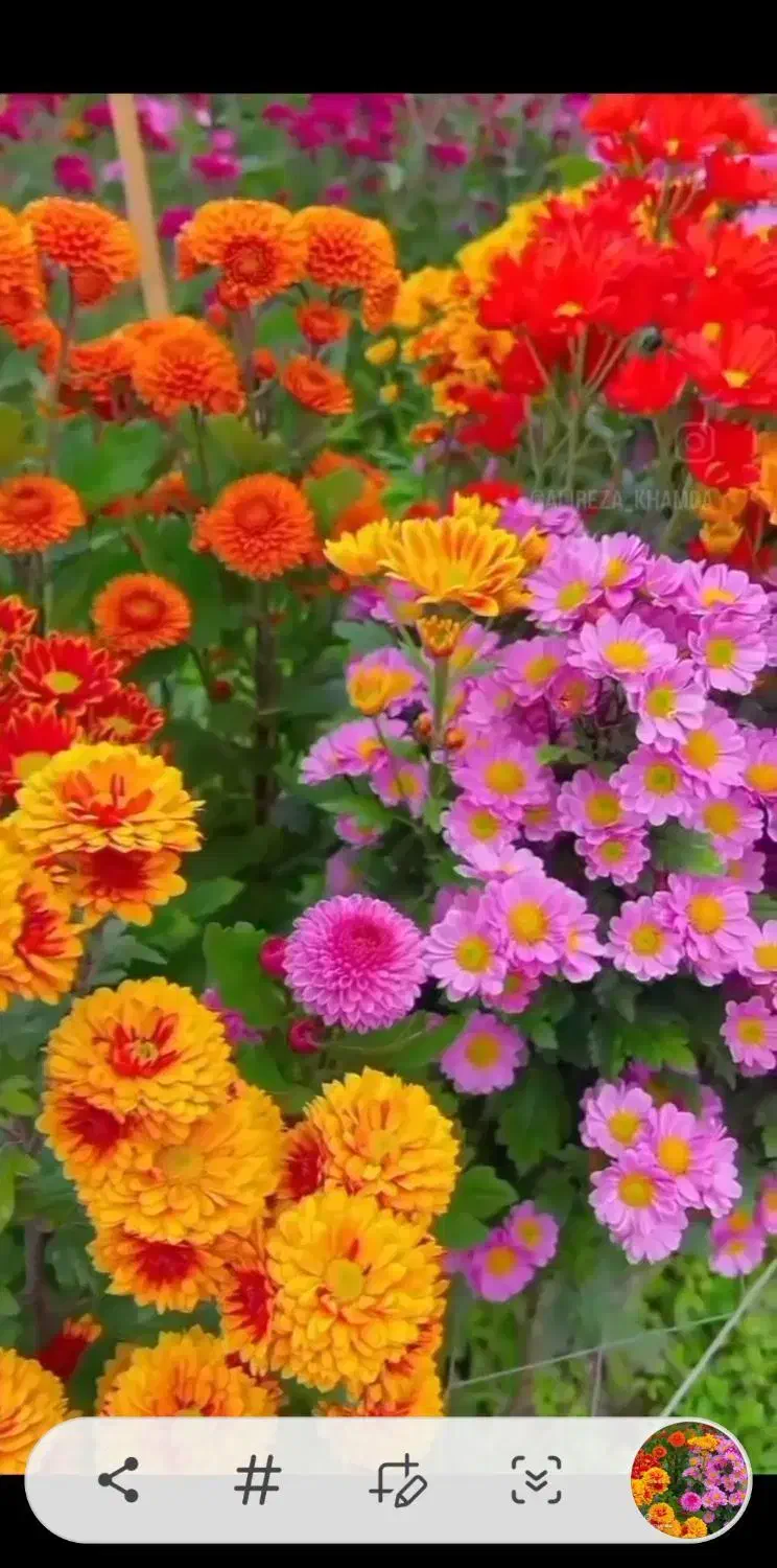 تدریس عربی تضمینی|خدمات آموزشی|بم, |دیوار