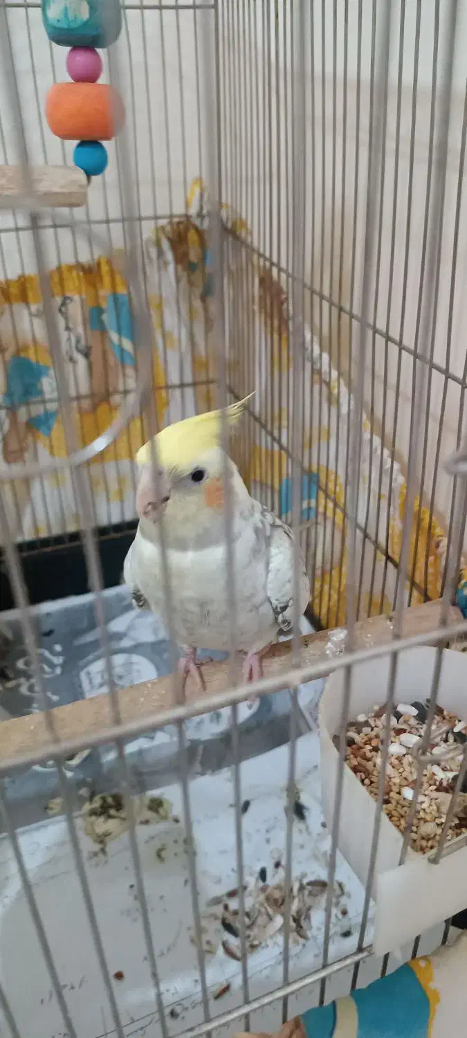 عروس هلندی نر|پرنده|شهریار, شهریار|دیوار