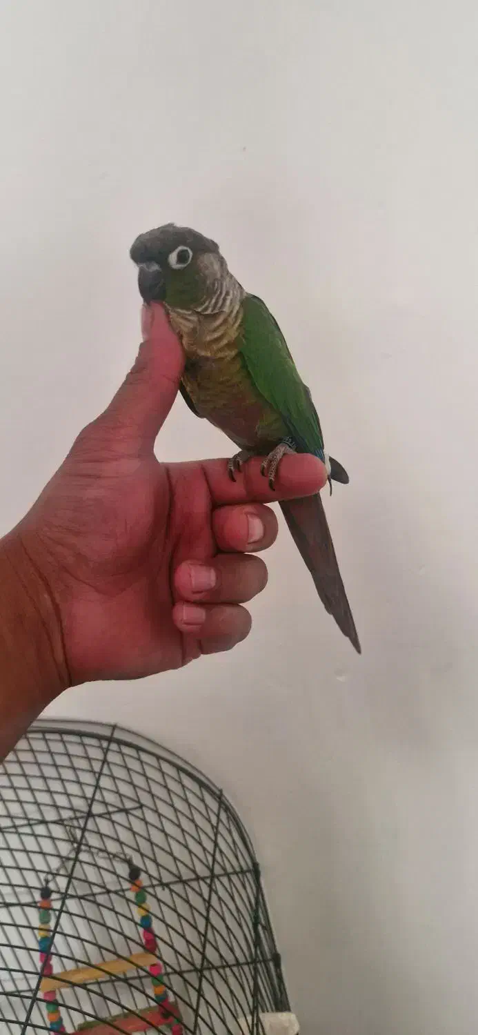 گرینچیک دستی|پرنده|نیشابور, شهرک بهداری|دیوار