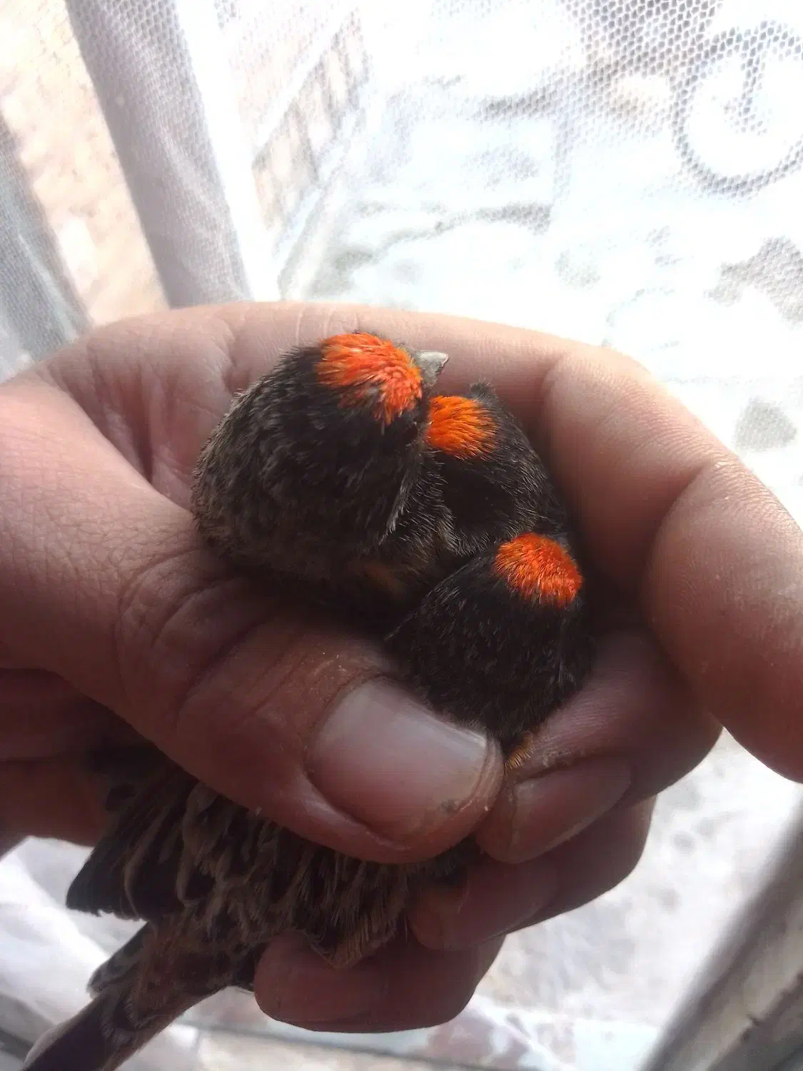 گلبسر سرقرمزو جوجه ودمگاه زرد|پرنده|هرسین, |دیوار