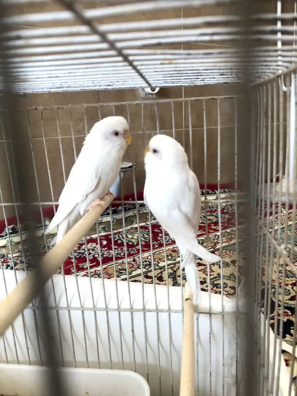 مرغ عشق|پرنده|یزد, |دیوار