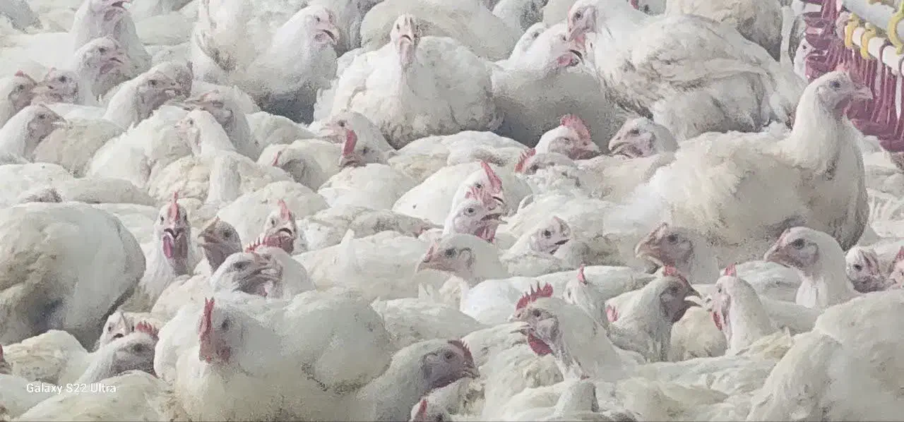 فروش مرغ زنده روستای فتح آباد کیلویی ۱۰۸/۰۰۰|حیوانات مزرعه|جنت, |دیوار