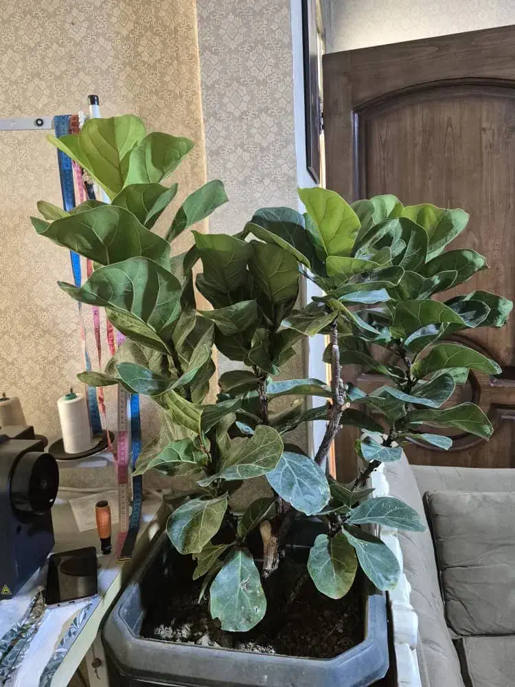 گل بابا آدم و لیراتا|گل و گیاه طبیعی|تهران, والفجر (افسریه)|دیوار