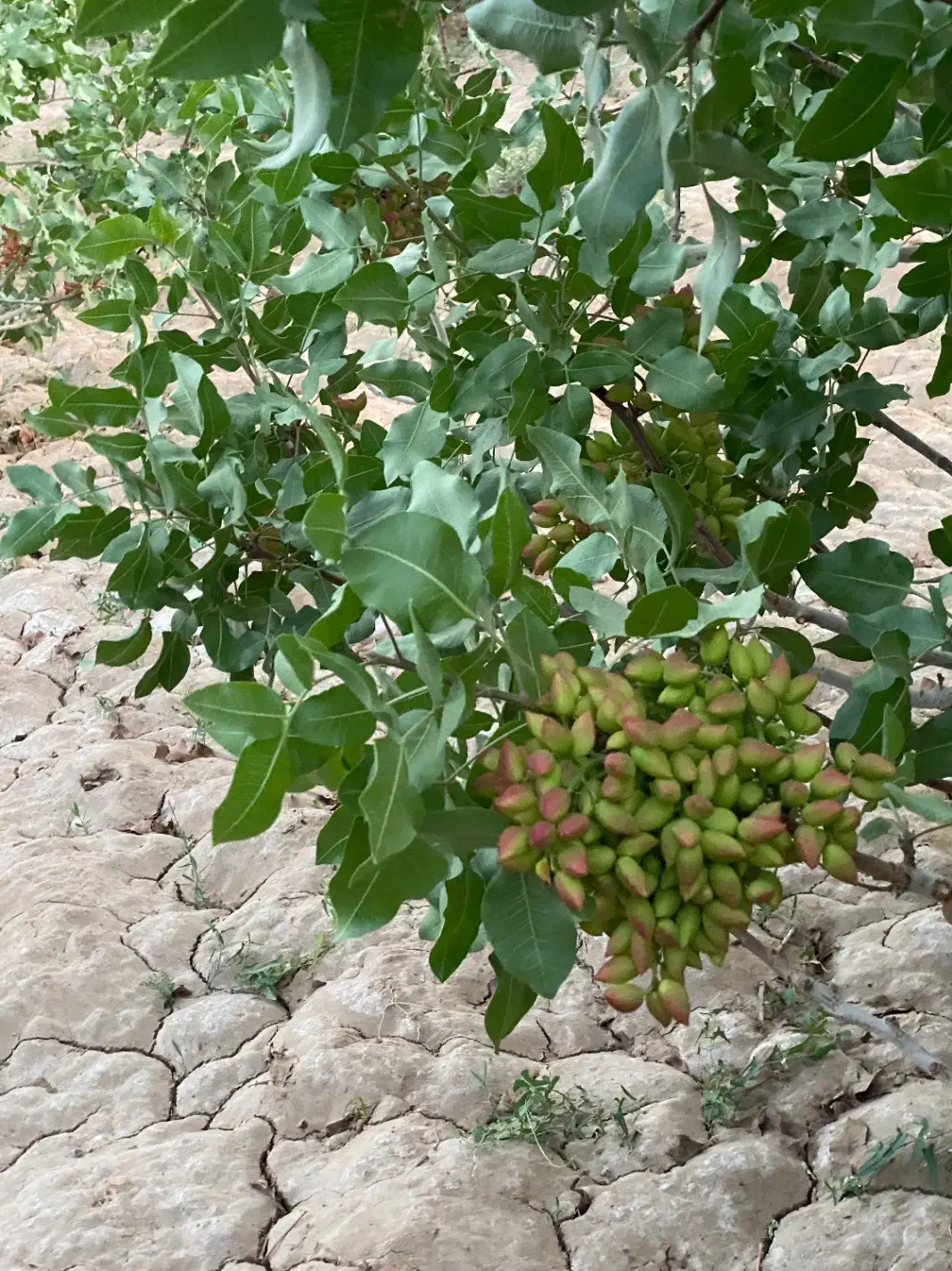 5000 قصب زمین پسته ای در بافق|فروش دفتر صنعتی، کشاورزی، تجاری|بافق, |دیوار