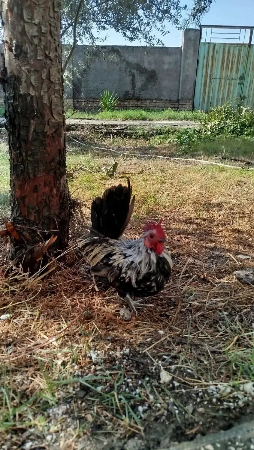 خروس جاپنیز|حیوانات مزرعه|قم, زنبیل آباد|دیوار