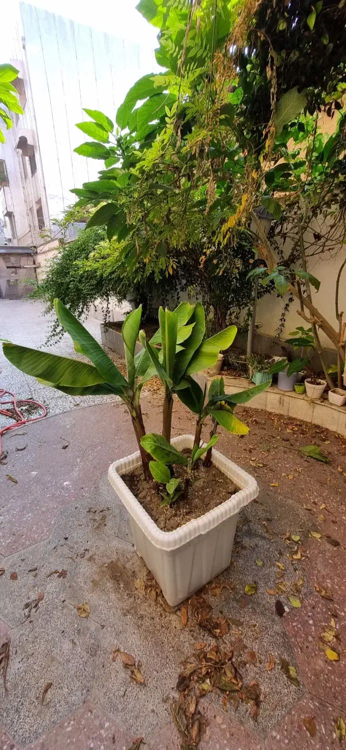 فروش نهال موز تزیینی|گل و گیاه طبیعی|بابل, |دیوار