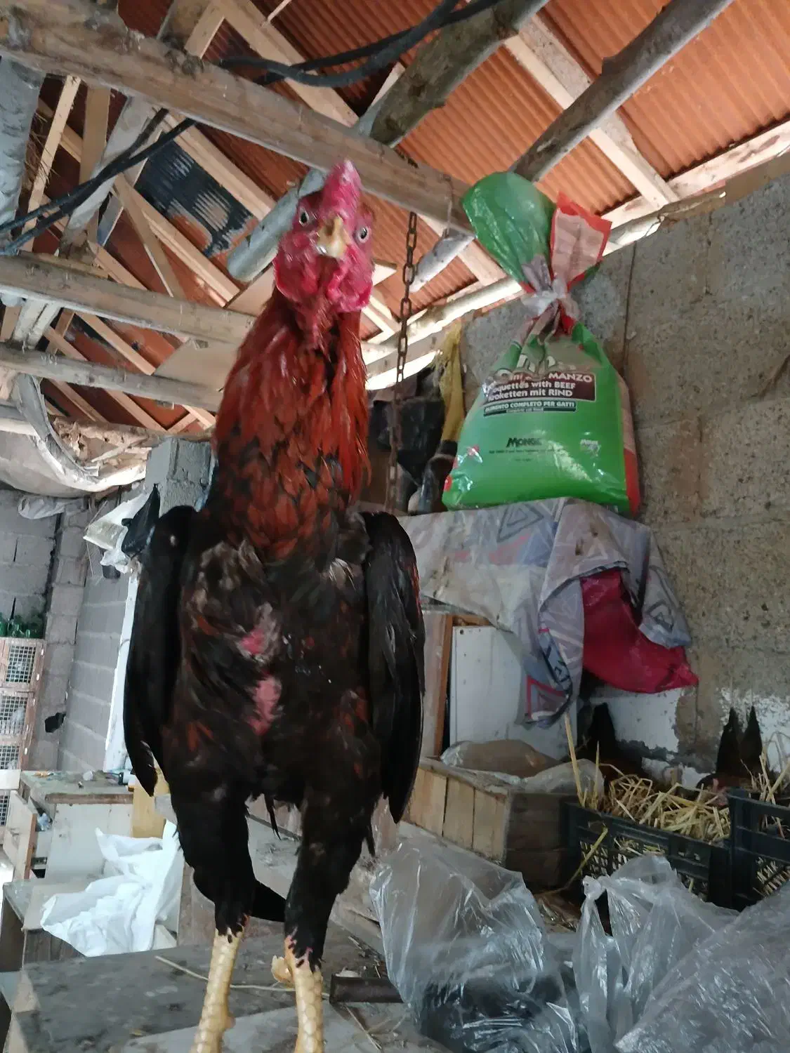 خروس لاری جوجه ۹ ماه|حیوانات مزرعه|رشت, حومه رشت|دیوار