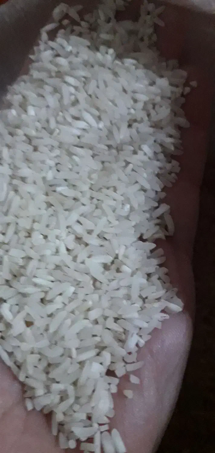 طارم هاشمی لاشه کشت دوم|حراج|قائمشهر, |دیوار