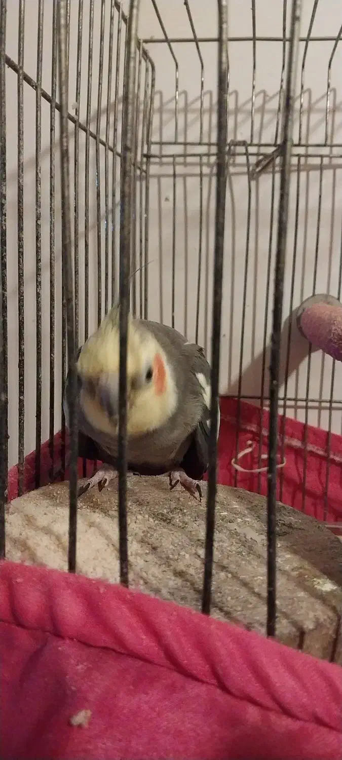 طوطی عروس جفت. نره کاملا حرف میزنه|پرنده|رشت, پل تالشان|دیوار