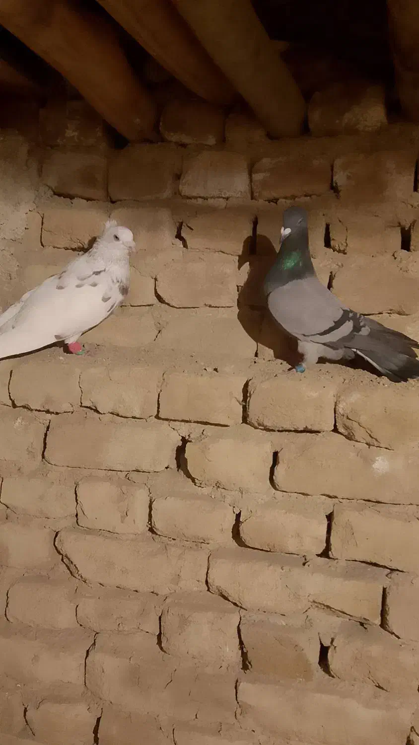کبوتر یا کفتر|پرنده|تربت‌حیدریه, بالا ولایت|دیوار
