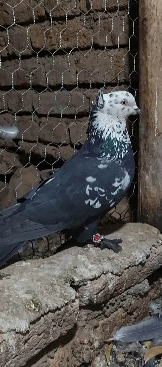 دوتا نر کله برنجی|پرنده|کیار, |دیوار