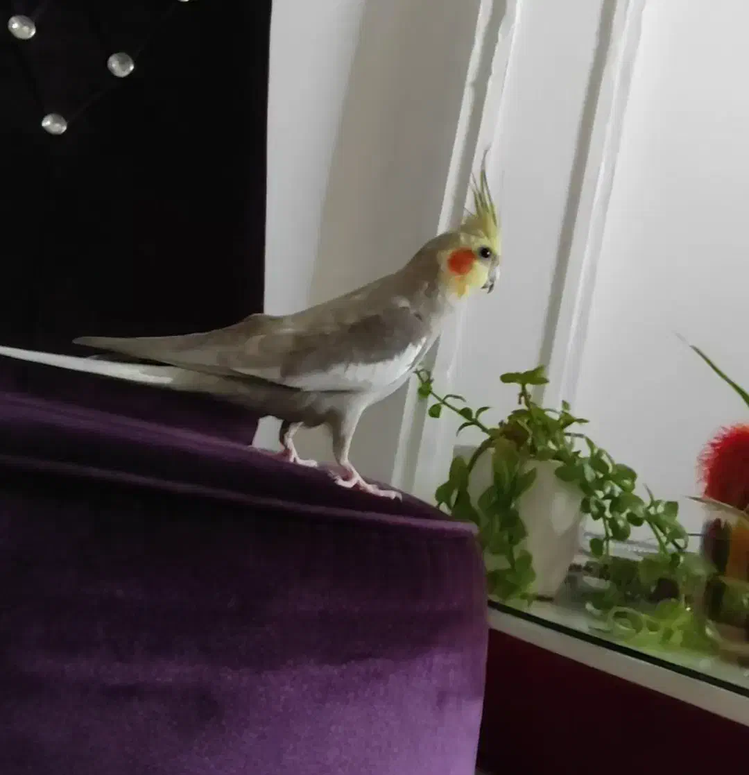 عروس هلندی و فنچ وقفس|پرنده|قزوین, |دیوار