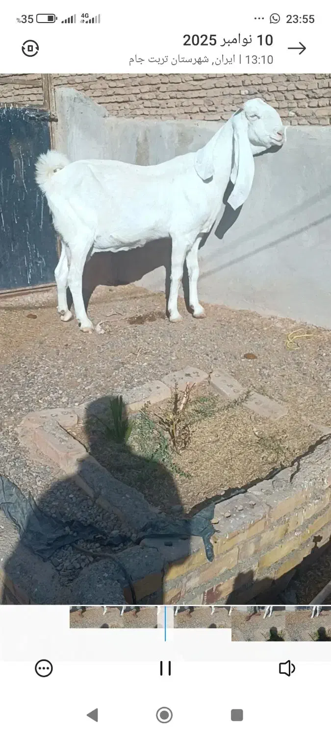 بزهای وارداتی پاکستانی اصیل چند قلو زا|حیوانات مزرعه|پائین جام, |دیوار