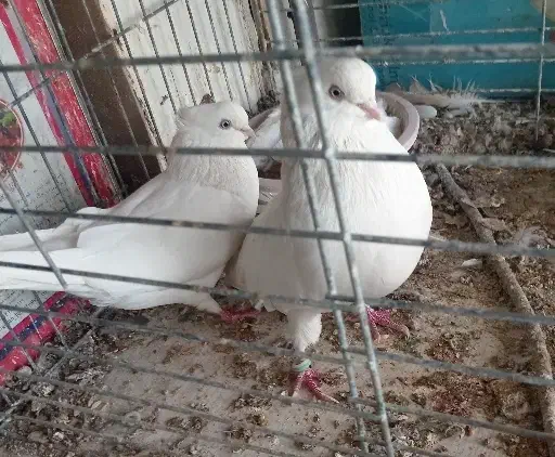 کفتر اراکی|پرنده|شهرضا, |دیوار