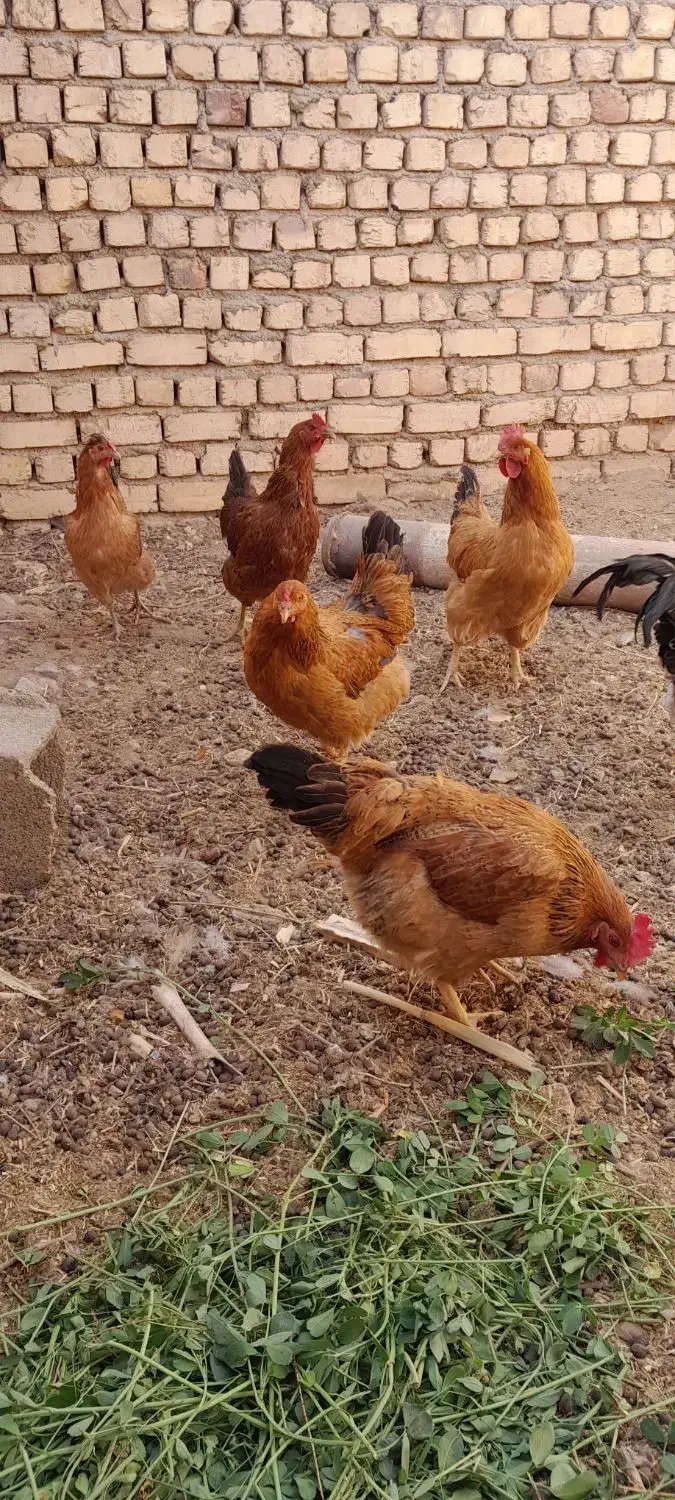 مرغ گلپایگانی جون|حیوانات مزرعه|کاشان, فاز ۲ ناجی آباد|دیوار