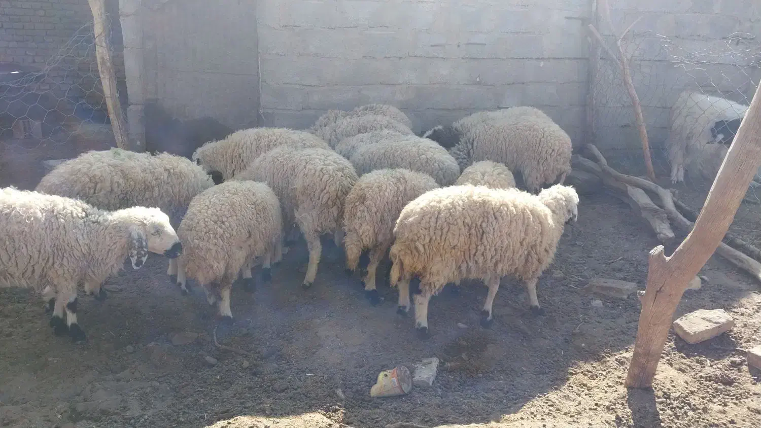 ۹راس بره محلی  ماده گله ای|حیوانات مزرعه|کشکوئیه, |دیوار