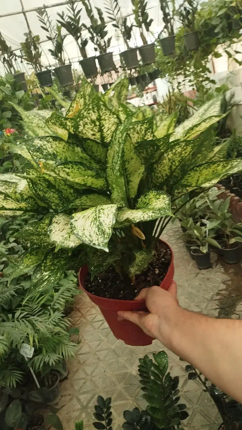 گلهای آپارتمانی|گل و گیاه طبیعی|فولادشهر, مسکن مهر فولادشهر|دیوار