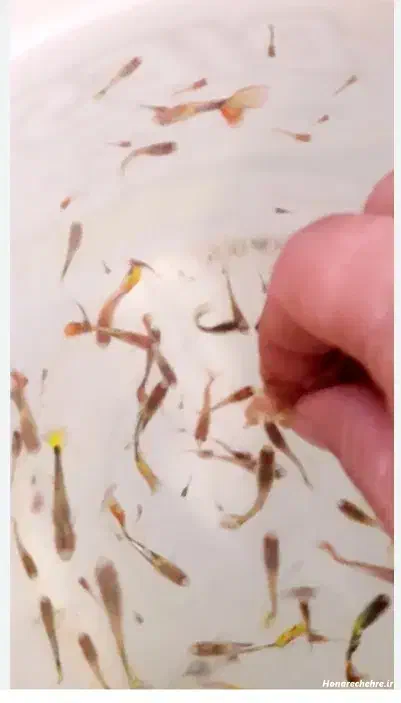 بچه ماهی گوپی|ماهی|شاهرود, |دیوار