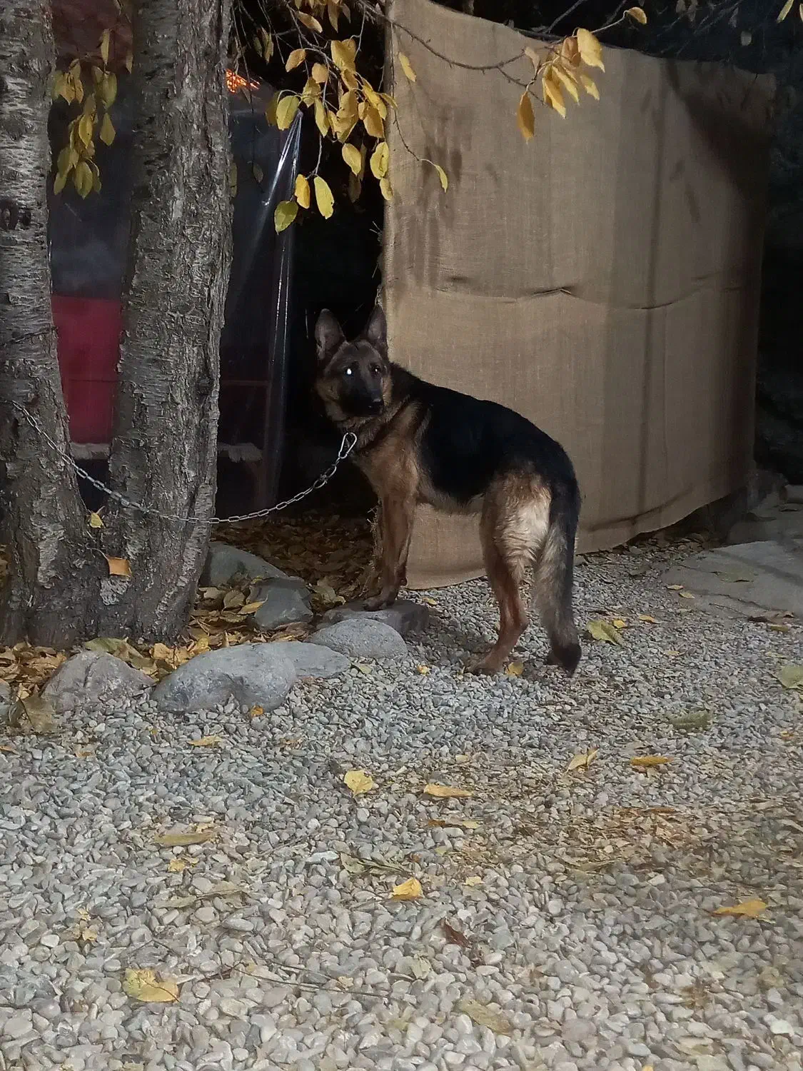 توله ژرمن|سگ|فشم, |دیوار