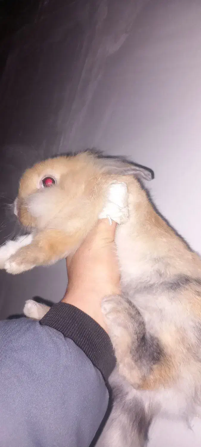 خرگوش لوپ نر|موش و خرگوش|تبریز, |دیوار