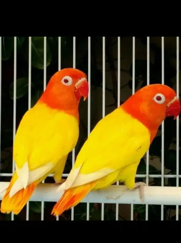 واگذار خرگوش و پرنده های شما و همستر|موش و خرگوش|مشهد, شهرک بهارستان|دیوار