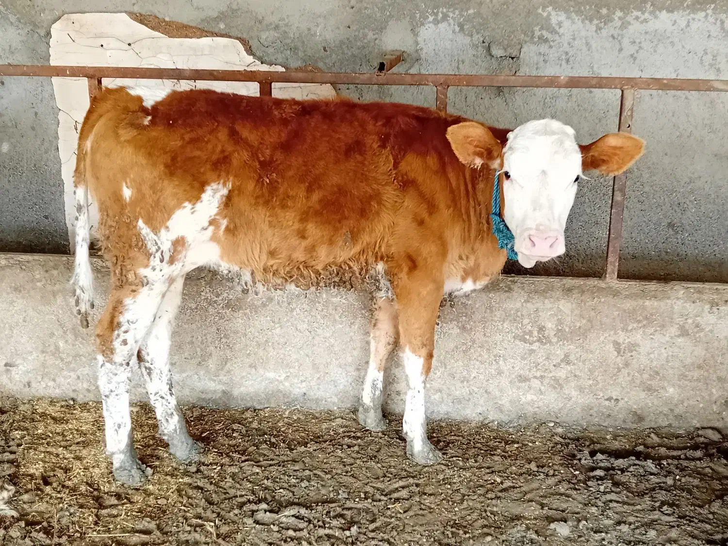 فروش گوساله پرواری|حیوانات مزرعه|طبس, |دیوار