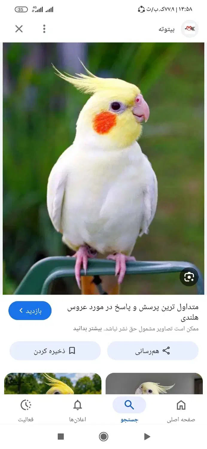 گمشده|حیوانات|بوشهر, |دیوار